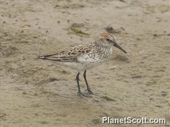 Western Sandpiper (Calidris mauri)