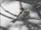 European Goldfinch (Carduelis carduelis)