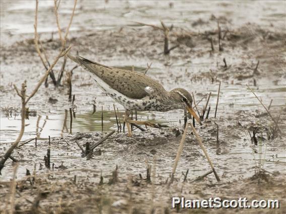 Spotted Sandpiper (Actitis macularius)