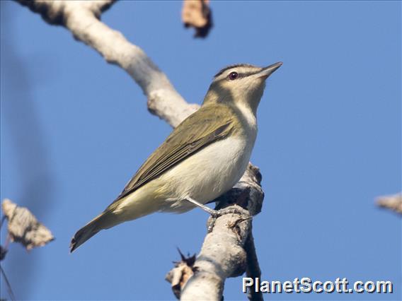 Red-eyed Vireo (Vireo olivaceus)