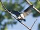 Tree Swallow (Tachycineta bicolor) - In Love