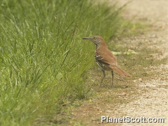 Brown Thrasher (Toxostoma rufum)