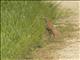 Brown Thrasher (Toxostoma rufum)