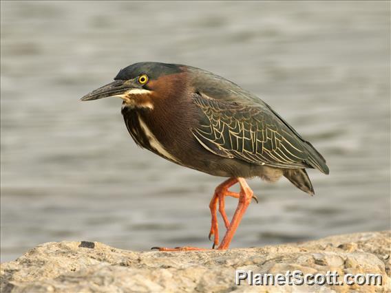 Green Heron (Butorides virescens)