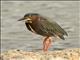 Green Heron (Butorides virescens)