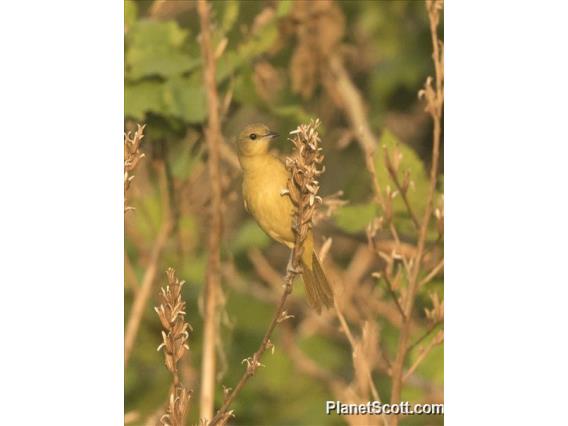 Orchard Oriole (Icterus spurius)