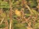 Orchard Oriole (Icterus spurius) - Female