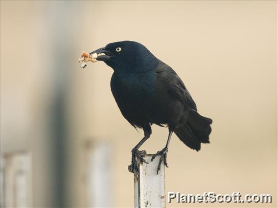 Common Grackle (Quiscalus quiscula)