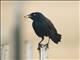 Common Grackle (Quiscalus quiscula)