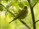 Veery (Catharus fuscescens)