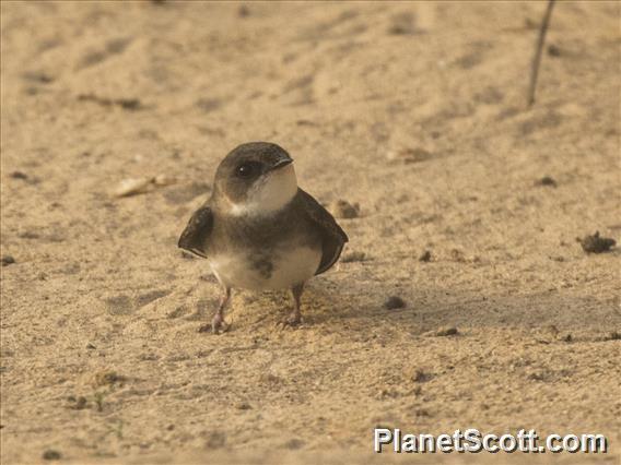 Bank Swallow (Riparia riparia)