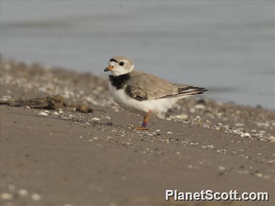 Piping Plover (Charadrius melodus)