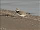 Piping Plover (Charadrius melodus)