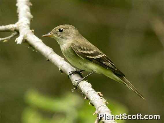 Willow Flycatcher (Empidonax traillii)