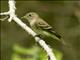 Willow Flycatcher (Empidonax traillii)