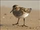 Least Sandpiper (Calidris minutilla)