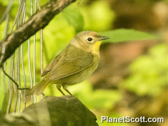 Common Yellowthroat (Geothlypis trichas)