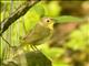 Common Yellowthroat (Geothlypis trichas) - Female