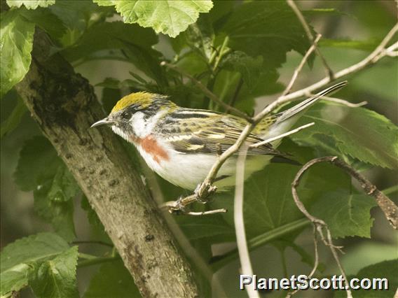 Chestnut-sided Warbler (Setophaga pensylvanica)