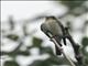 Eastern Wood-Pewee (Contopus virens)