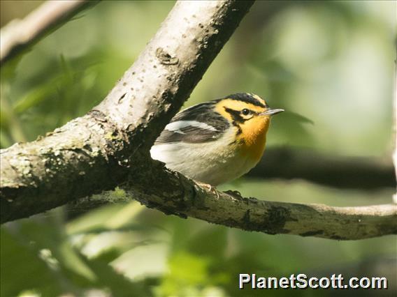 Blackburnian Warbler (Setophaga fusca)