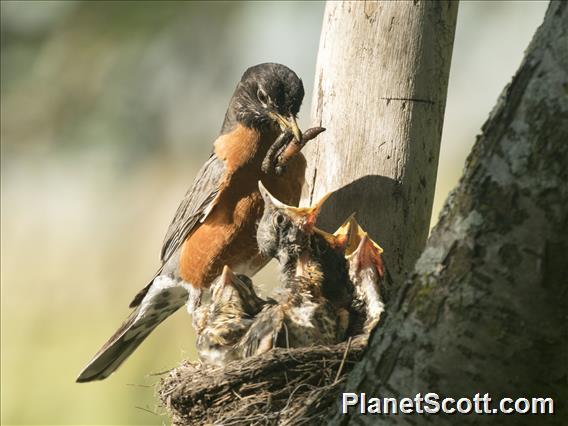 American Robin (Turdus migratorius)