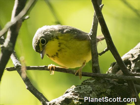 Canada Warbler (Cardellina canadensis)