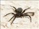 Spider (Spider ssp)