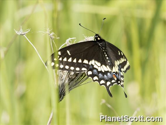 Black Swallowtail (Papilio polyxenes)