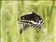 Black Swallowtail (Papilio polyxenes)