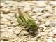 Green-striped Grasshopper (Chortophaga viridifasciata)