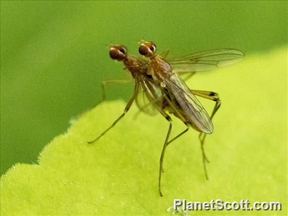 Stilt-legged Fly (Compsobata univitta)