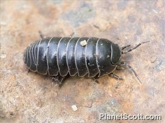 Common Pill Woodlouse (Armadillidium vulgare)