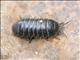 Common Pill Woodlouse (Armadillidiidae vulgare)