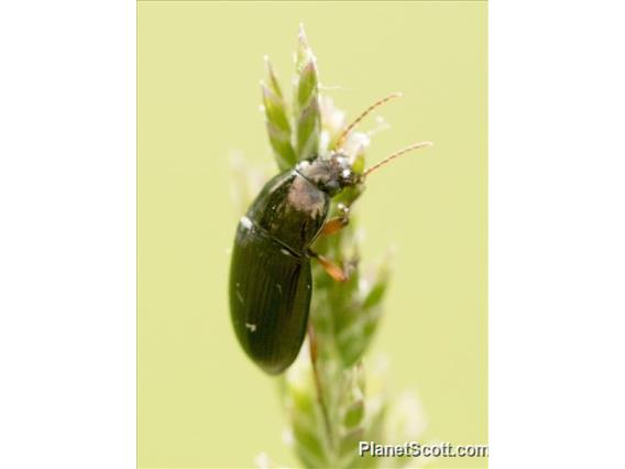 Amara Beetle (Amara sp)