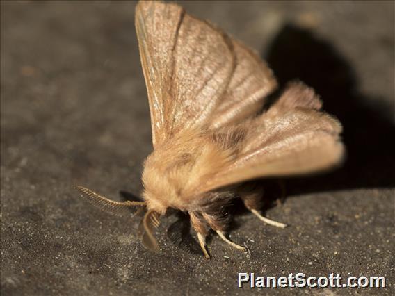 Unidentified Moth (Hemaris sp)