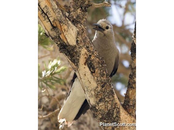 Clark's Nutcracker (Nucifraga columbiana)