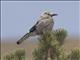 Clarks Nutcracker (Nucifraga columbiana)