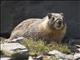 Yellow-bellied Marmot (Marmota flaviventris)