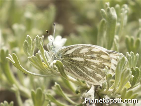 Western White (Pontia occidentalis)