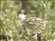 Western White (Pontia occidentalis)