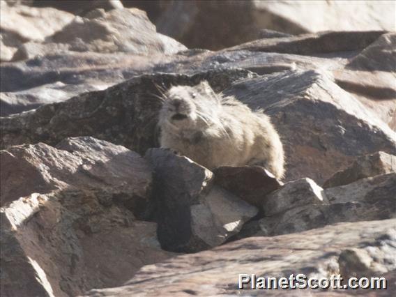 American Pika (Ochotona princeps)