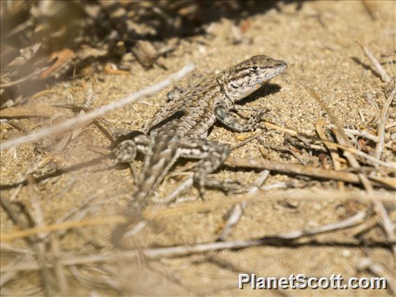 Common Side-blotched Lizard (Uta stansburiana)