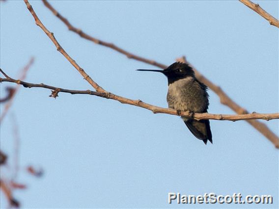 Black-chinned Hummingbird (Archilochus alexandri)