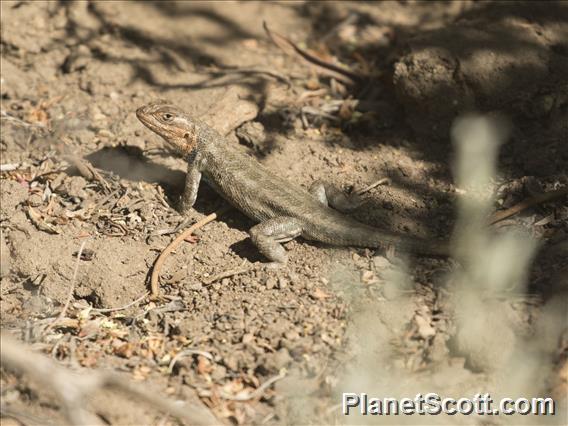 Sagebrush Lizard (Sceloporus graciosus)