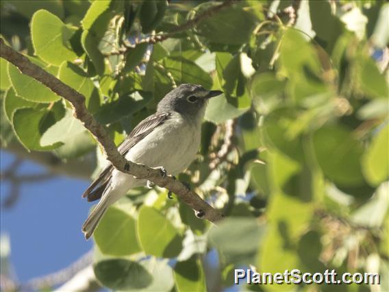 Plumbeous Vireo (Vireo plumbeus)