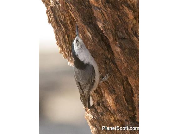 White-breasted Nuthatch (Sitta carolinensis)