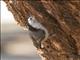 White-breasted Nuthatch (Sitta carolinensis)