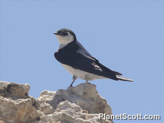 Violet-green Swallow (Tachycineta thalassina)