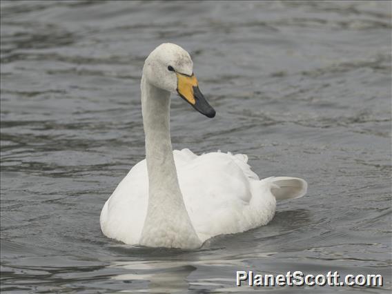 Whooper Swan (Cygnus cygnus)